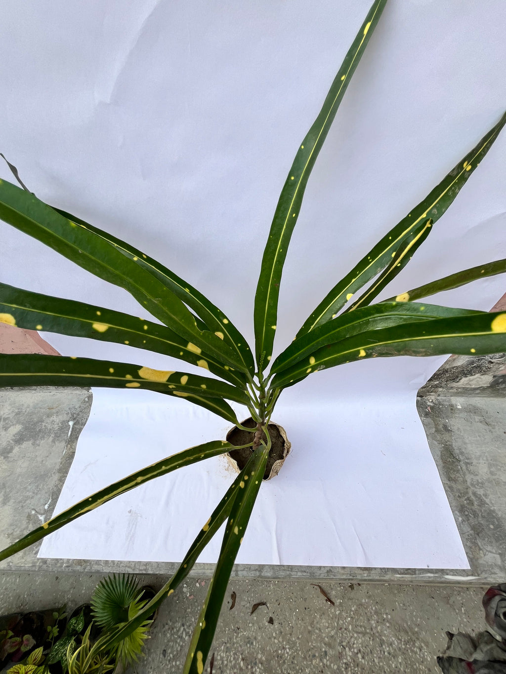 Gold Dust Croton (Long Leaf) – Decorative Indoor/Outdoor Plant | ExcellentPlant