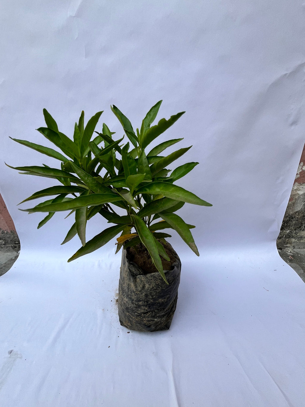 Croton Narrow Leaf (Slender Leaf) – Decorative Indoor/Outdoor Plant | ExcellentPlant