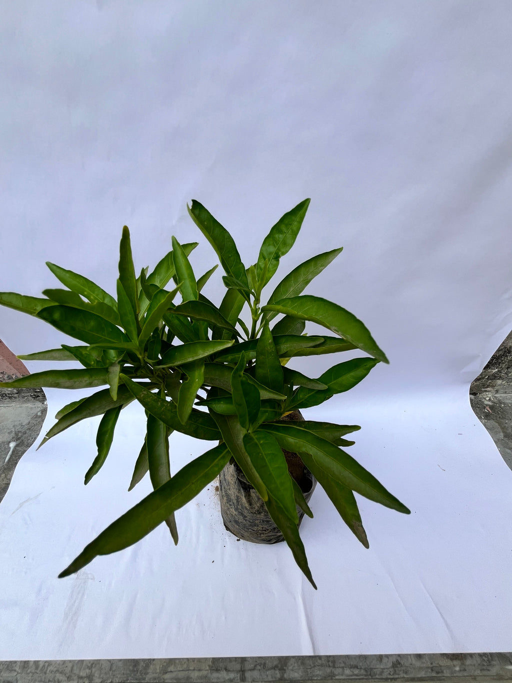 Croton Narrow Leaf (Slender Leaf) – Decorative Indoor/Outdoor Plant | ExcellentPlant