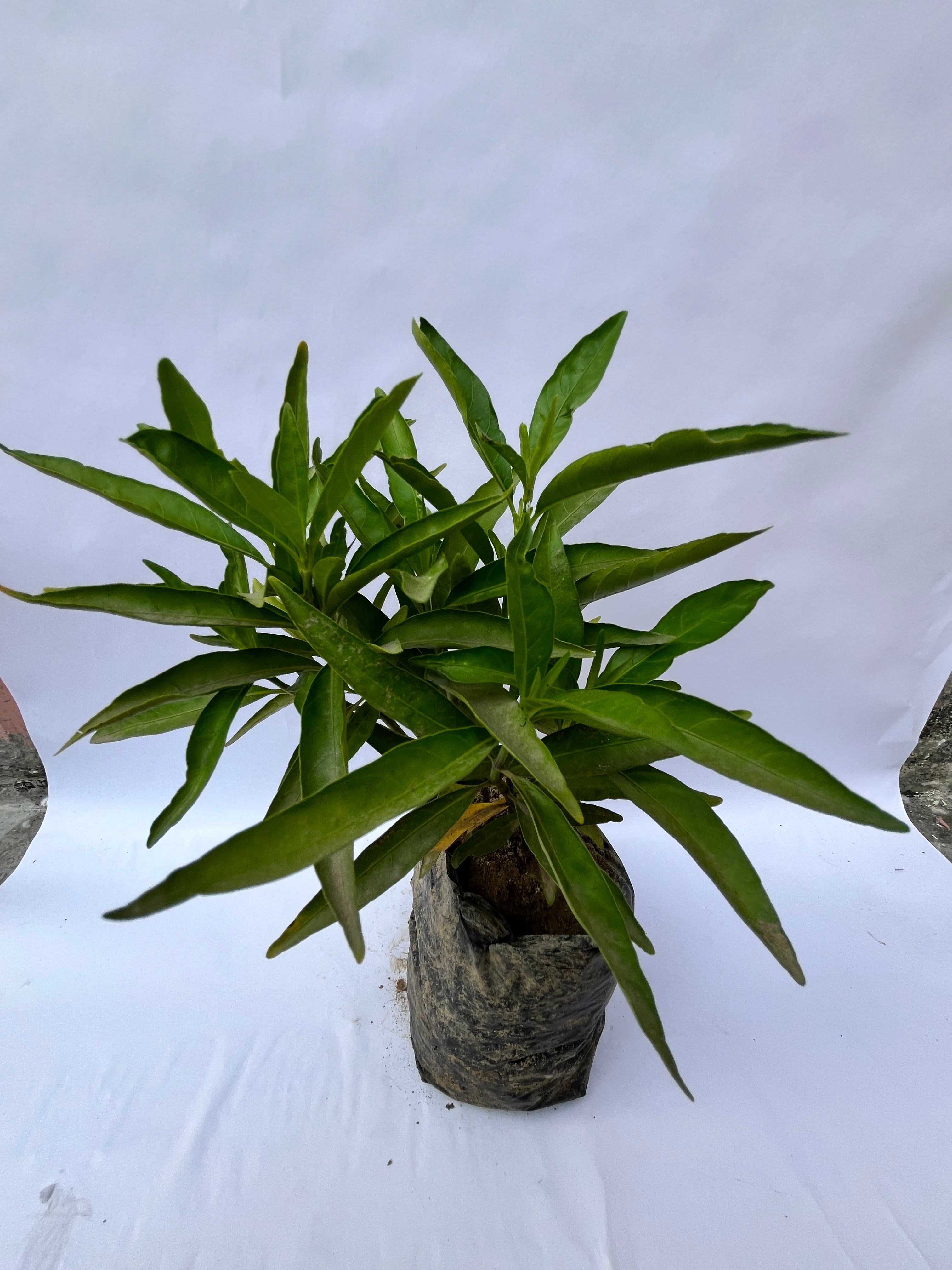 Croton Narrow Leaf (Slender Leaf) – Decorative Indoor/Outdoor Plant | ExcellentPlant