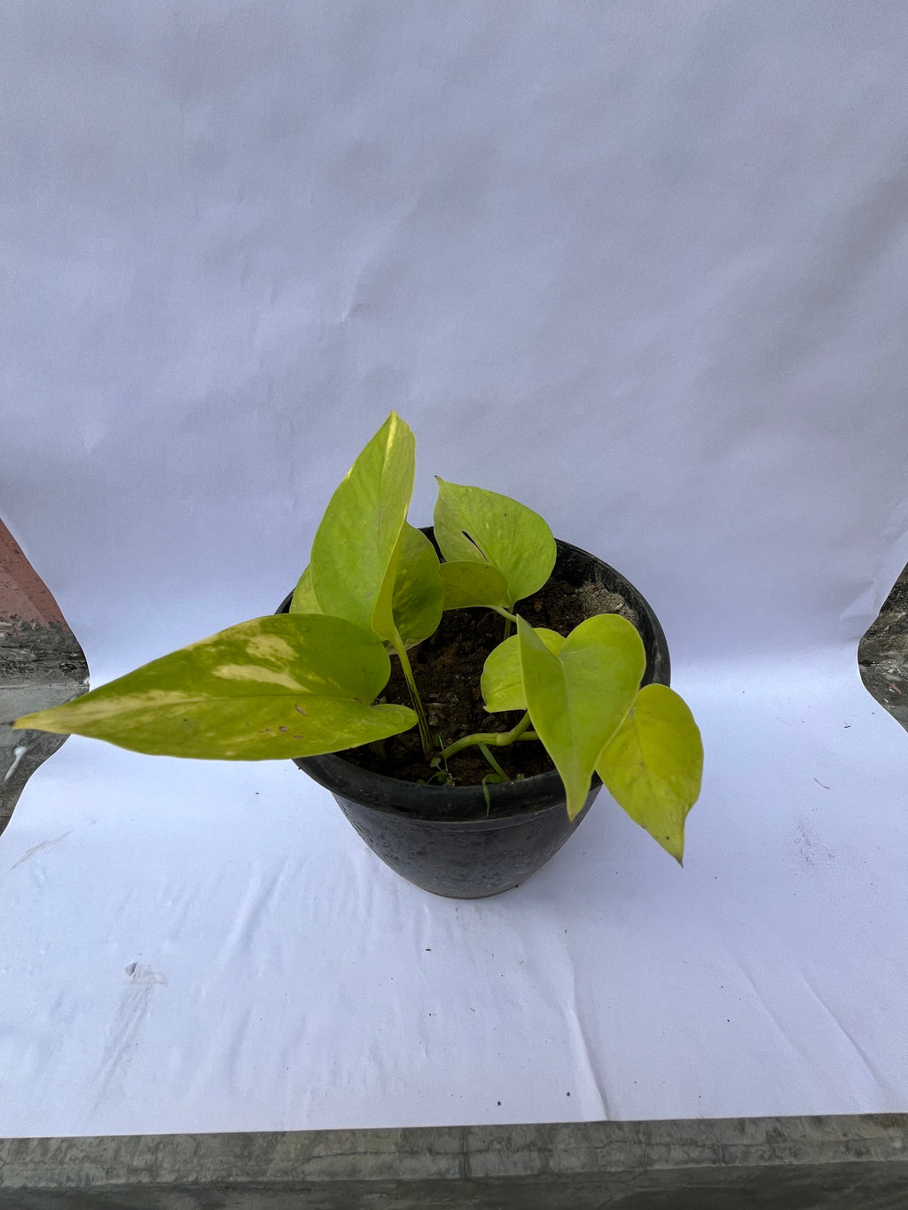 Golden Money Plant (Epipremnum aureum) – Air Purifying Indoor Plant | ExcellentPlant