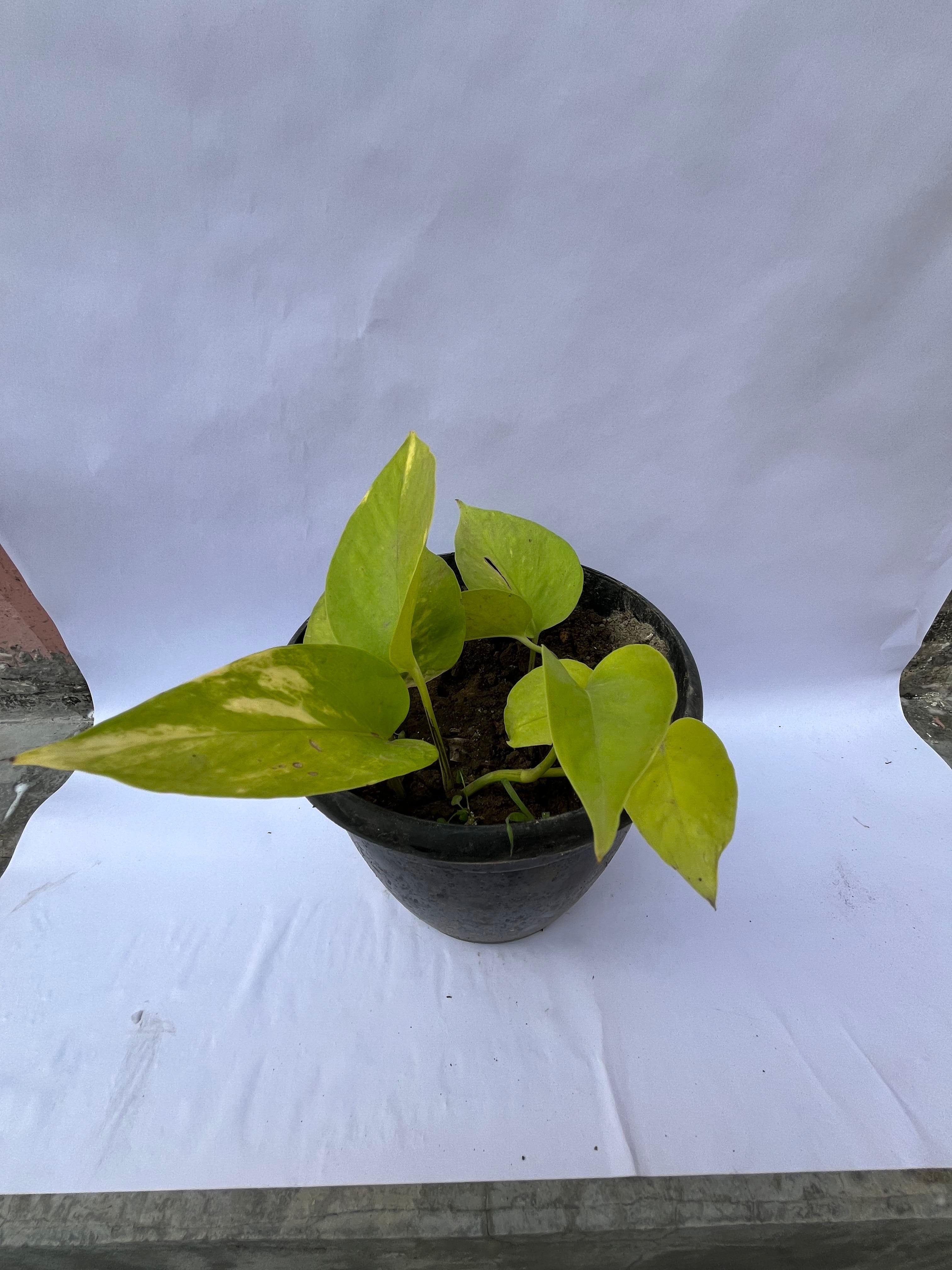 Golden Money Plant (Epipremnum aureum) – Air Purifying Indoor Plant | ExcellentPlant