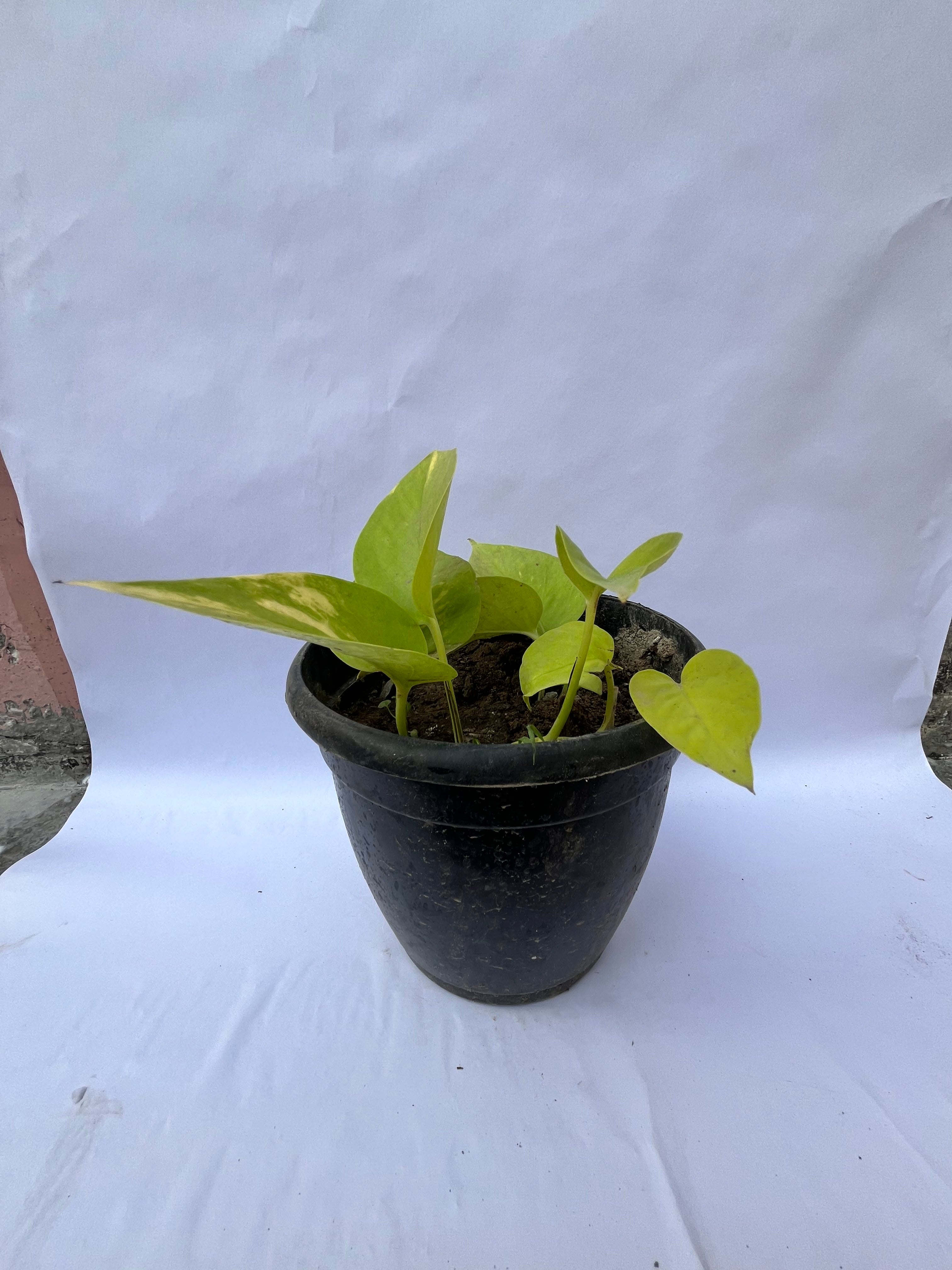 Golden Money Plant (Epipremnum aureum) – Air Purifying Indoor Plant | ExcellentPlant