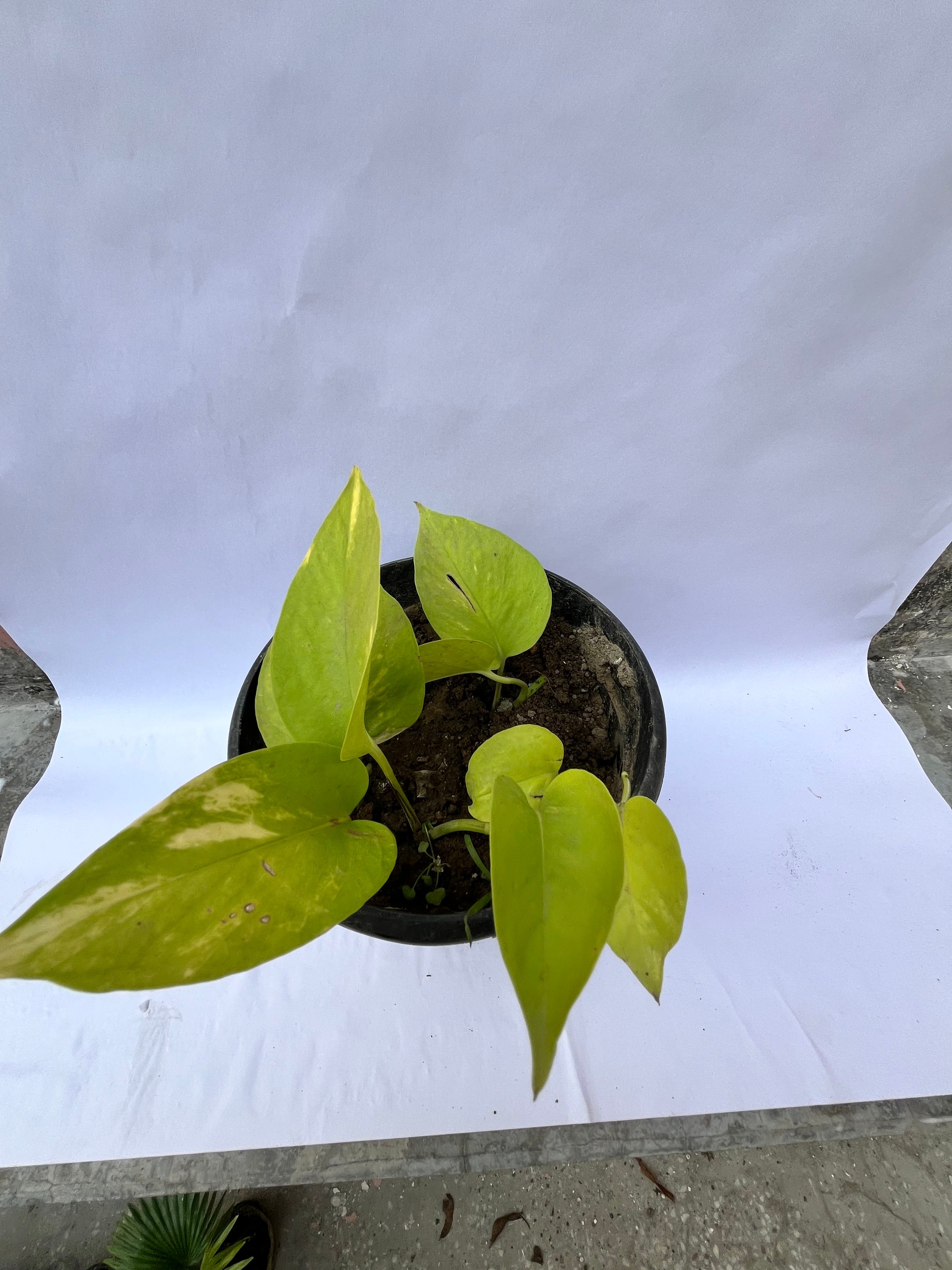 Golden Money Plant (Epipremnum aureum) – Air Purifying Indoor Plant | ExcellentPlant