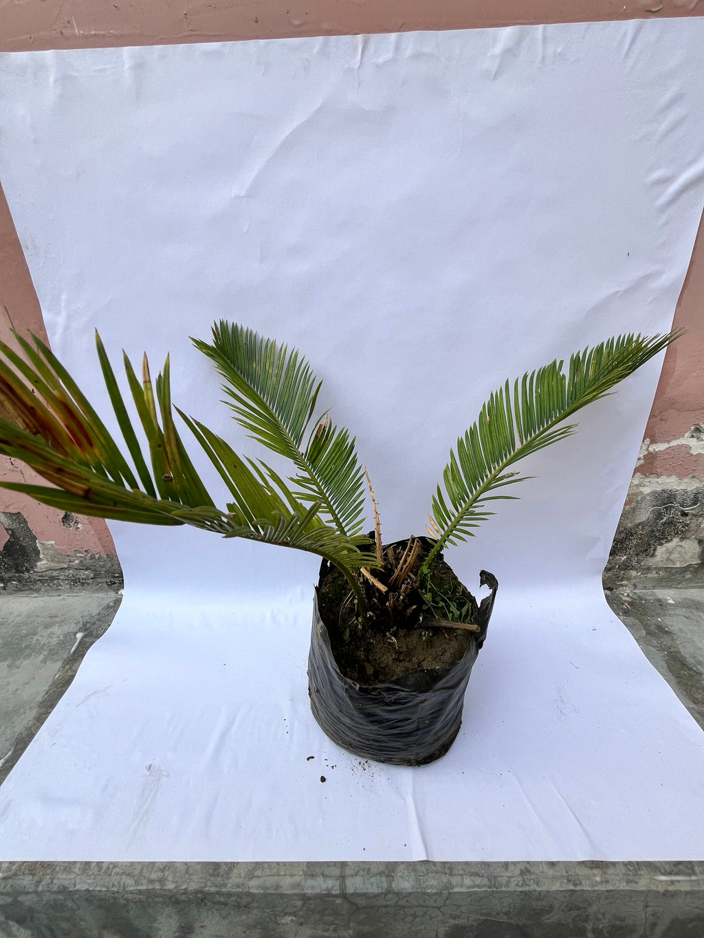 Cycas Revoluta (Sago Palm) – Ornamental Indoor & Outdoor Plant | ExcellentPlant