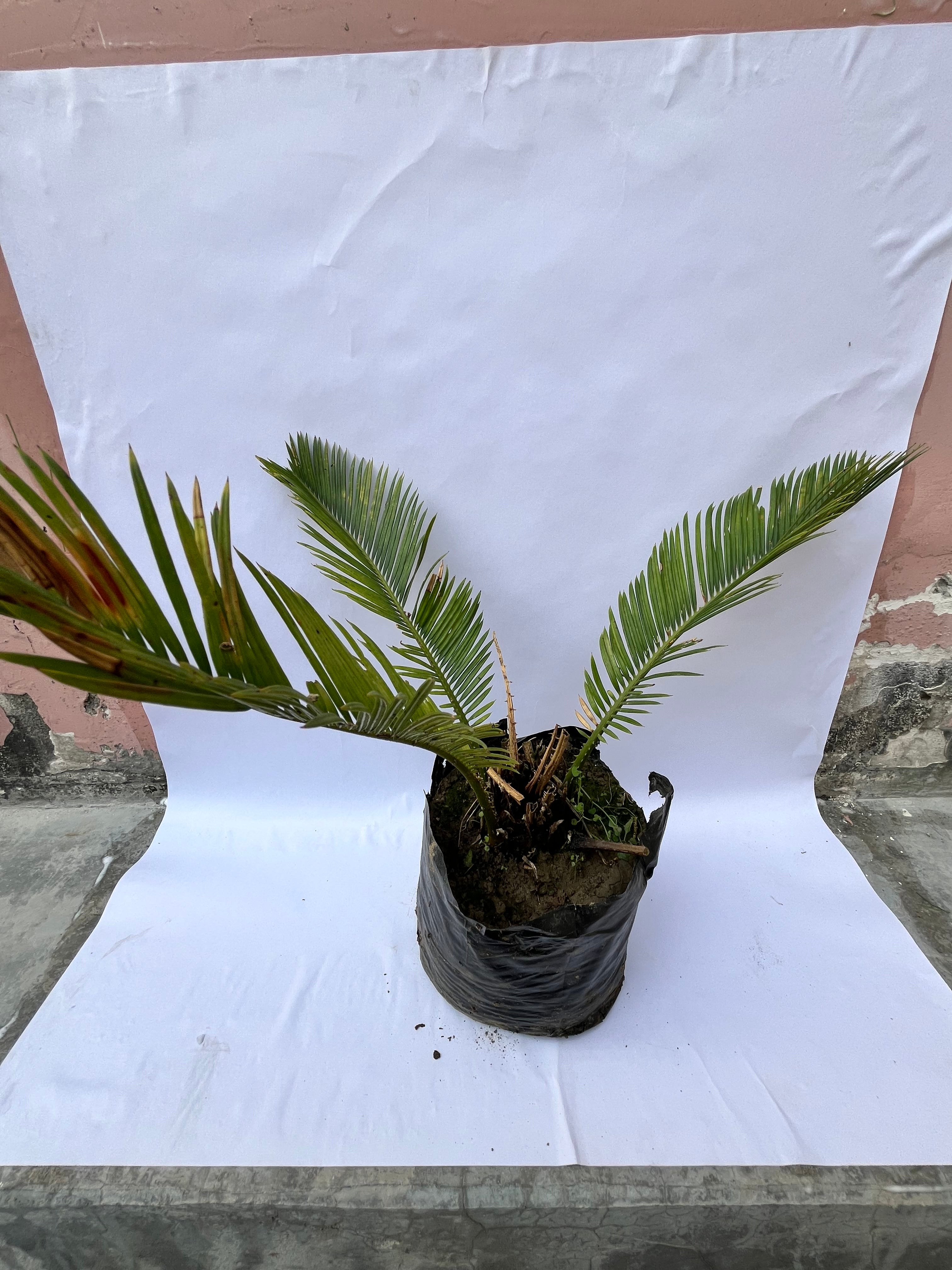 Cycas Revoluta (Sago Palm) – Ornamental Indoor & Outdoor Plant | ExcellentPlant