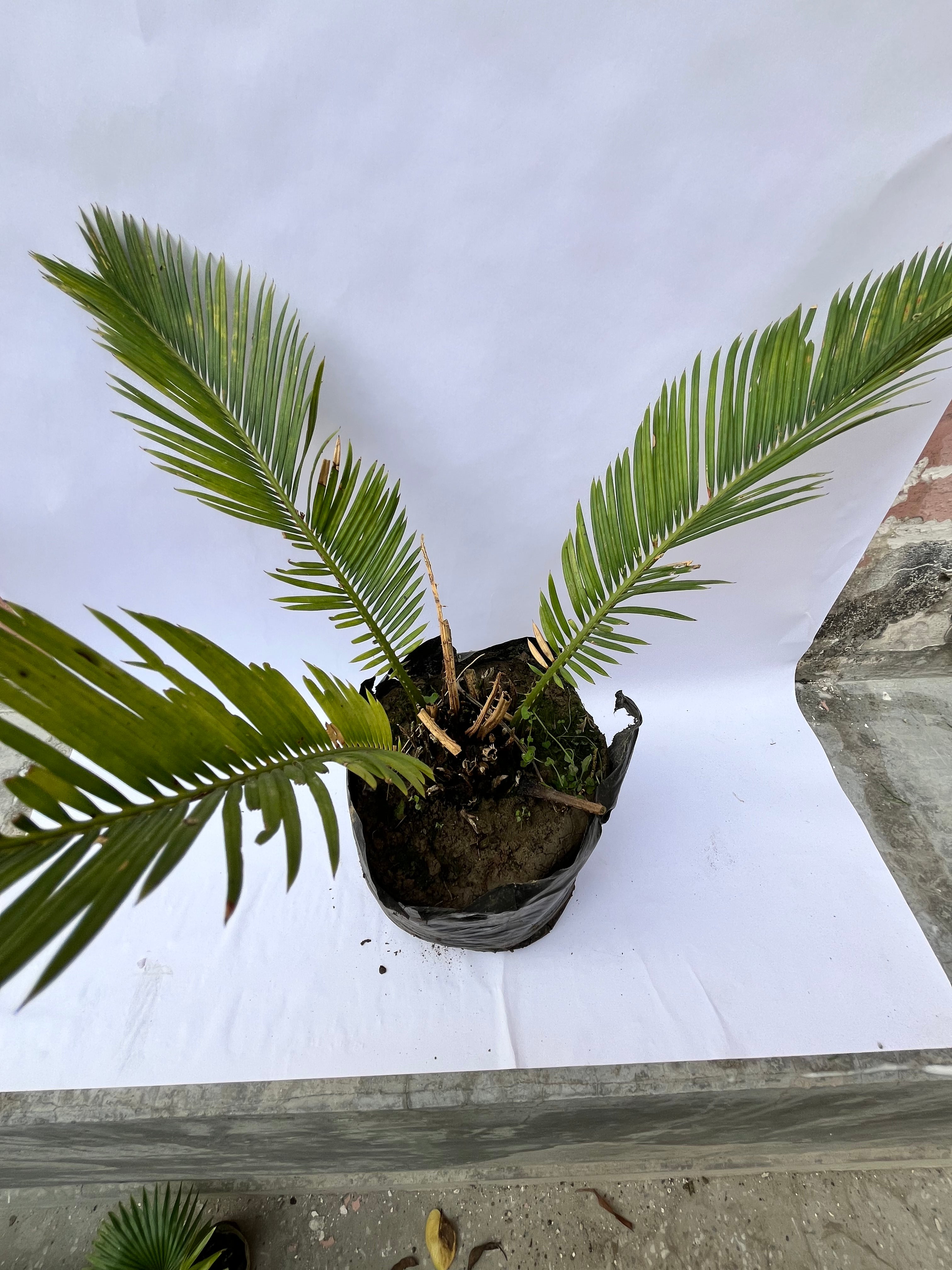 Cycas Revoluta (Sago Palm) – Ornamental Indoor & Outdoor Plant | ExcellentPlant