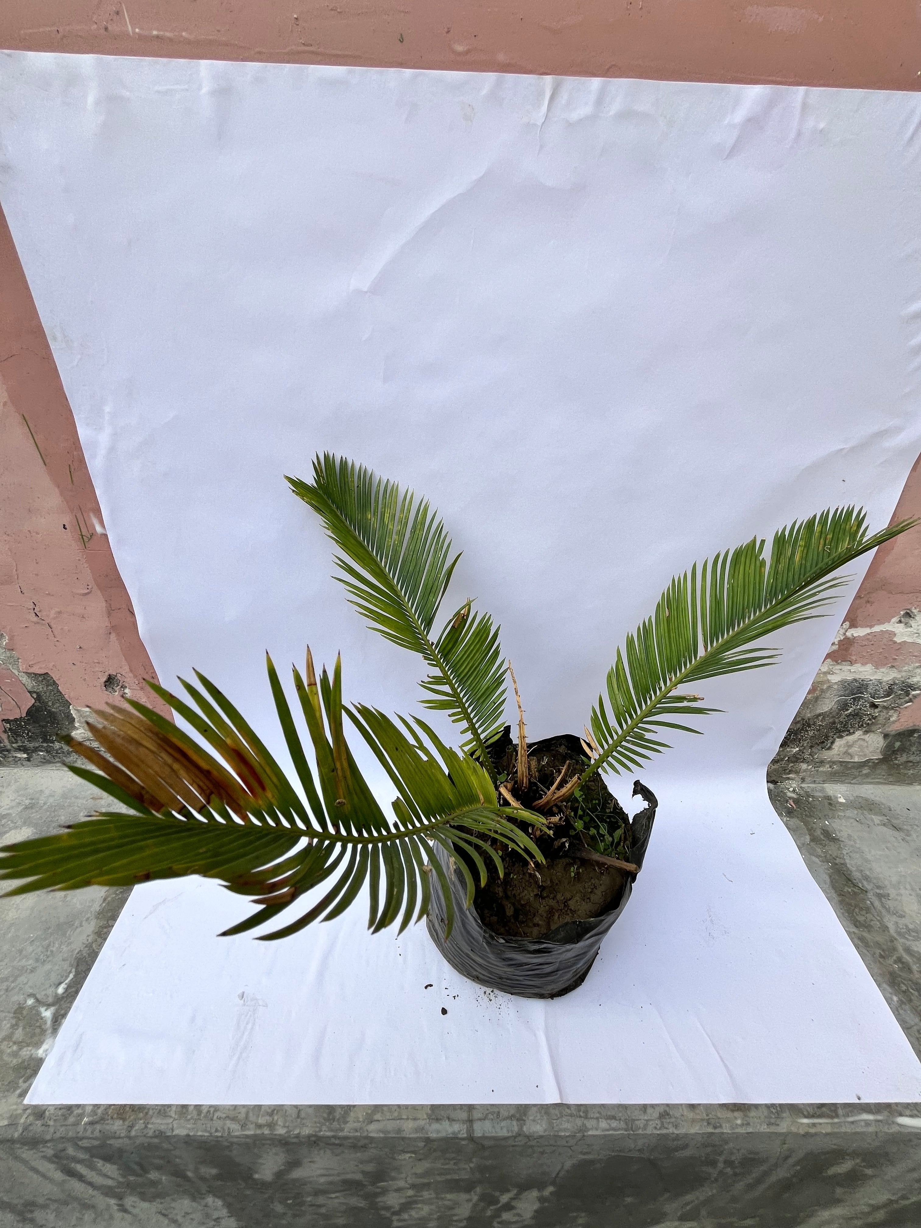 Cycas Revoluta (Sago Palm) – Ornamental Indoor & Outdoor Plant | ExcellentPlant