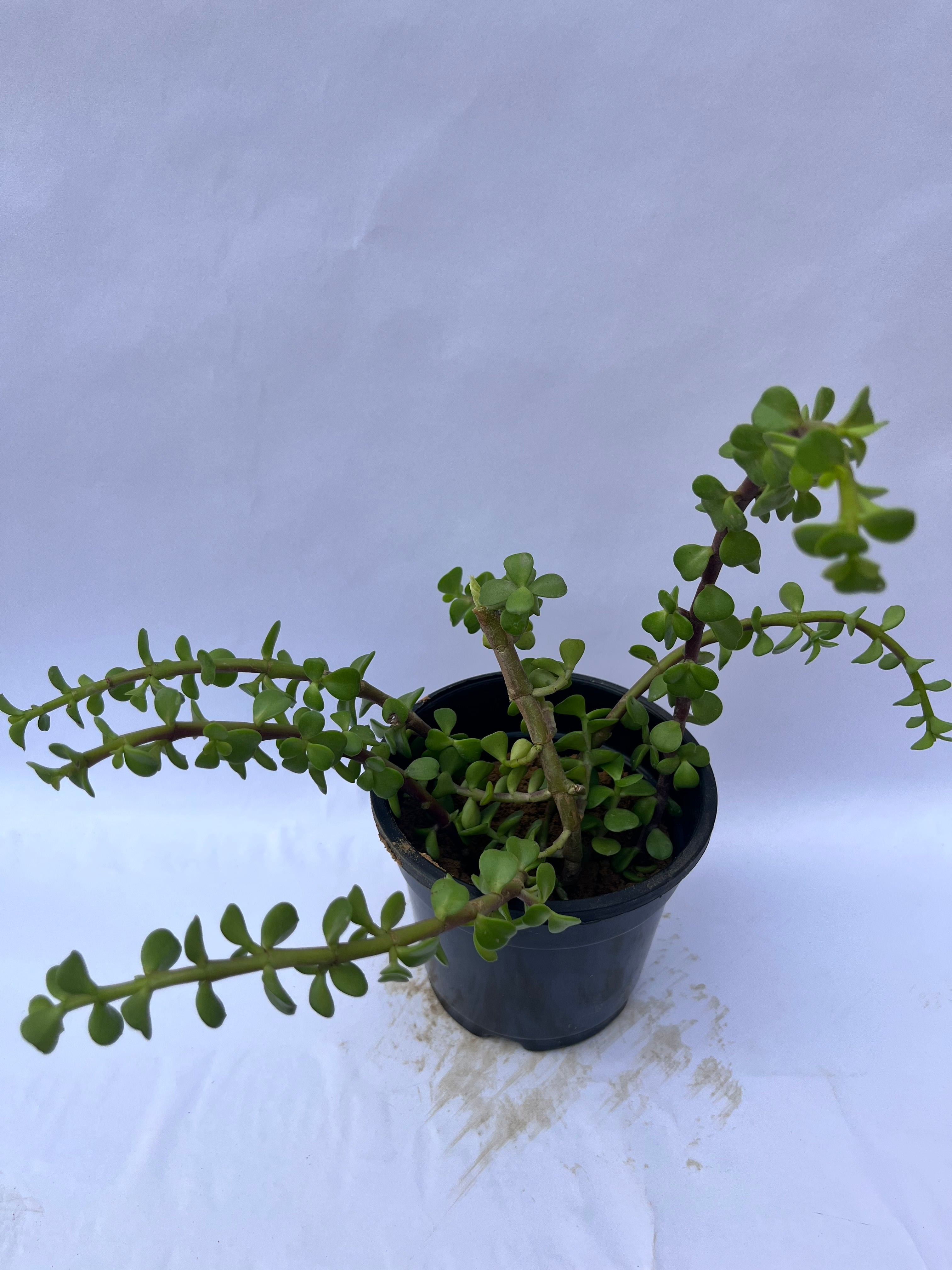 Portulacaria Afra (Elephant Bush / Dwarf Jade Plant) – Succulent Indoor & Outdoor Plant | ExcellentPlant