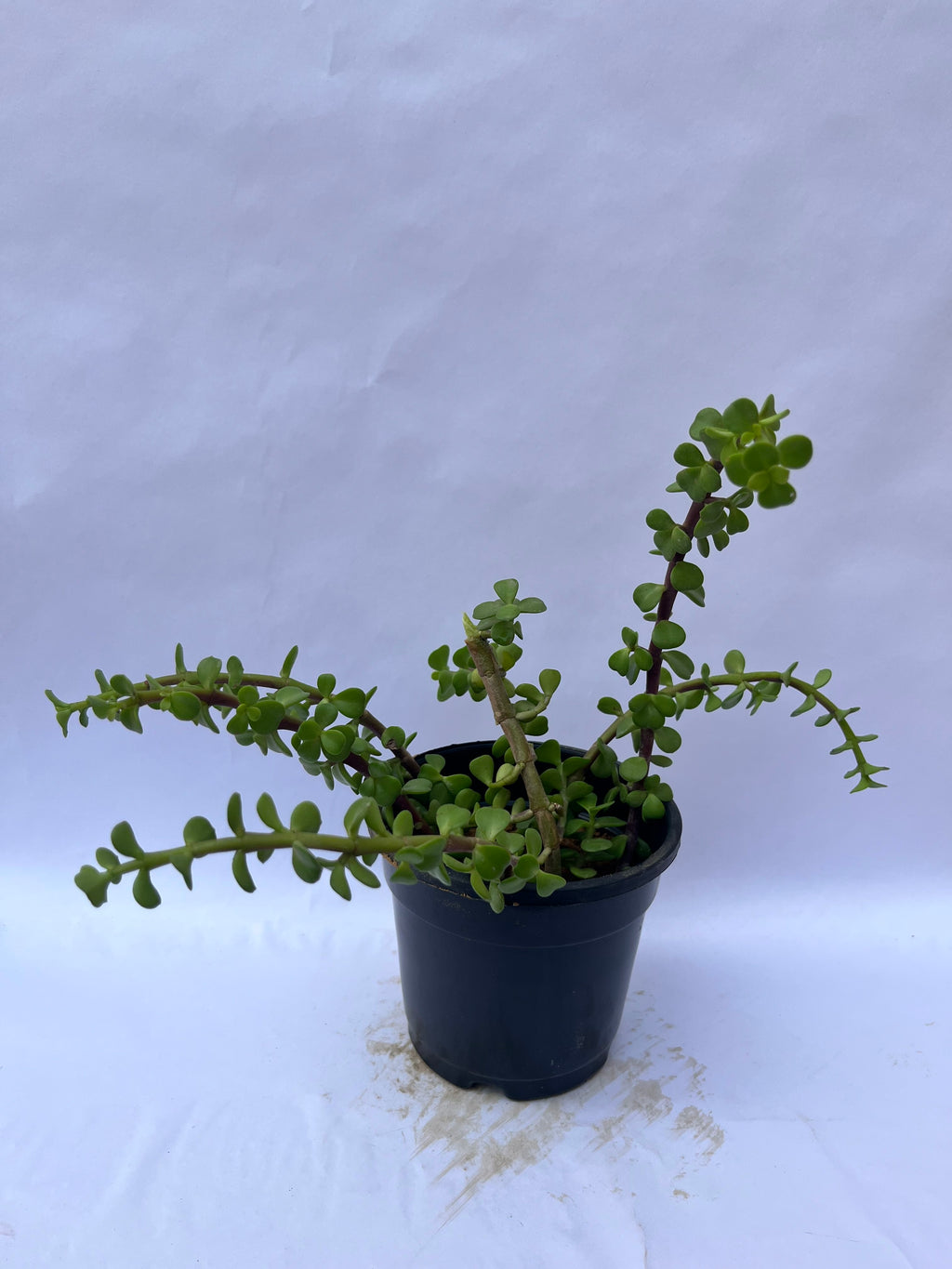Portulacaria Afra (Elephant Bush / Dwarf Jade Plant) – Succulent Indoor & Outdoor Plant | ExcellentPlant