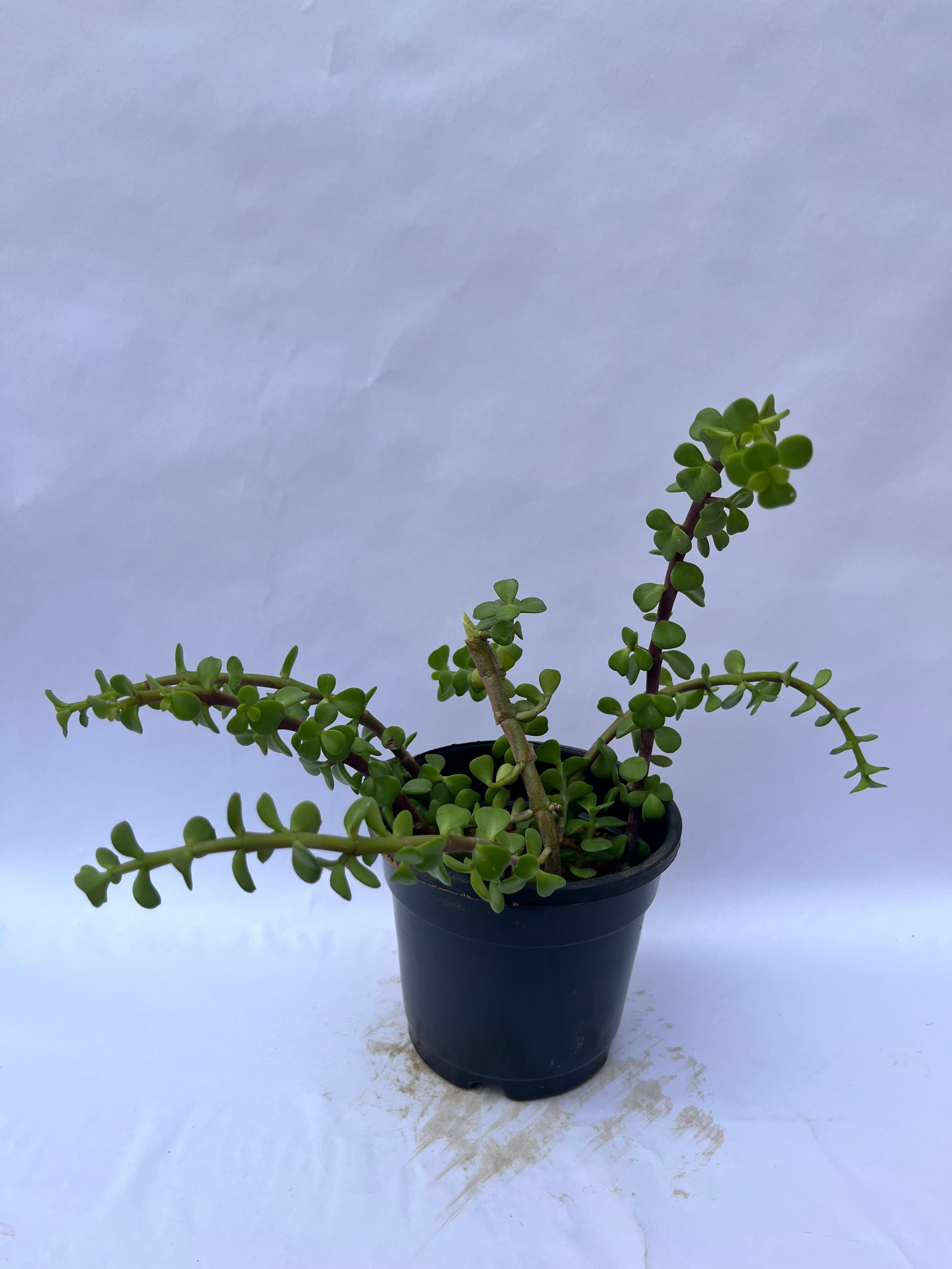 Portulacaria Afra (Elephant Bush / Dwarf Jade Plant) – Succulent Indoor & Outdoor Plant | ExcellentPlant