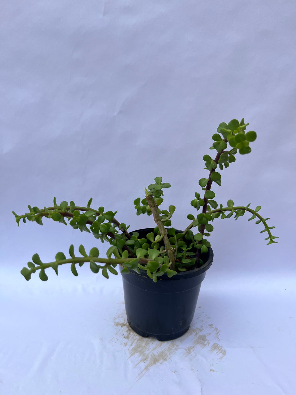 Portulacaria Afra (Elephant Bush / Dwarf Jade Plant) – Succulent Indoor & Outdoor Plant | ExcellentPlant