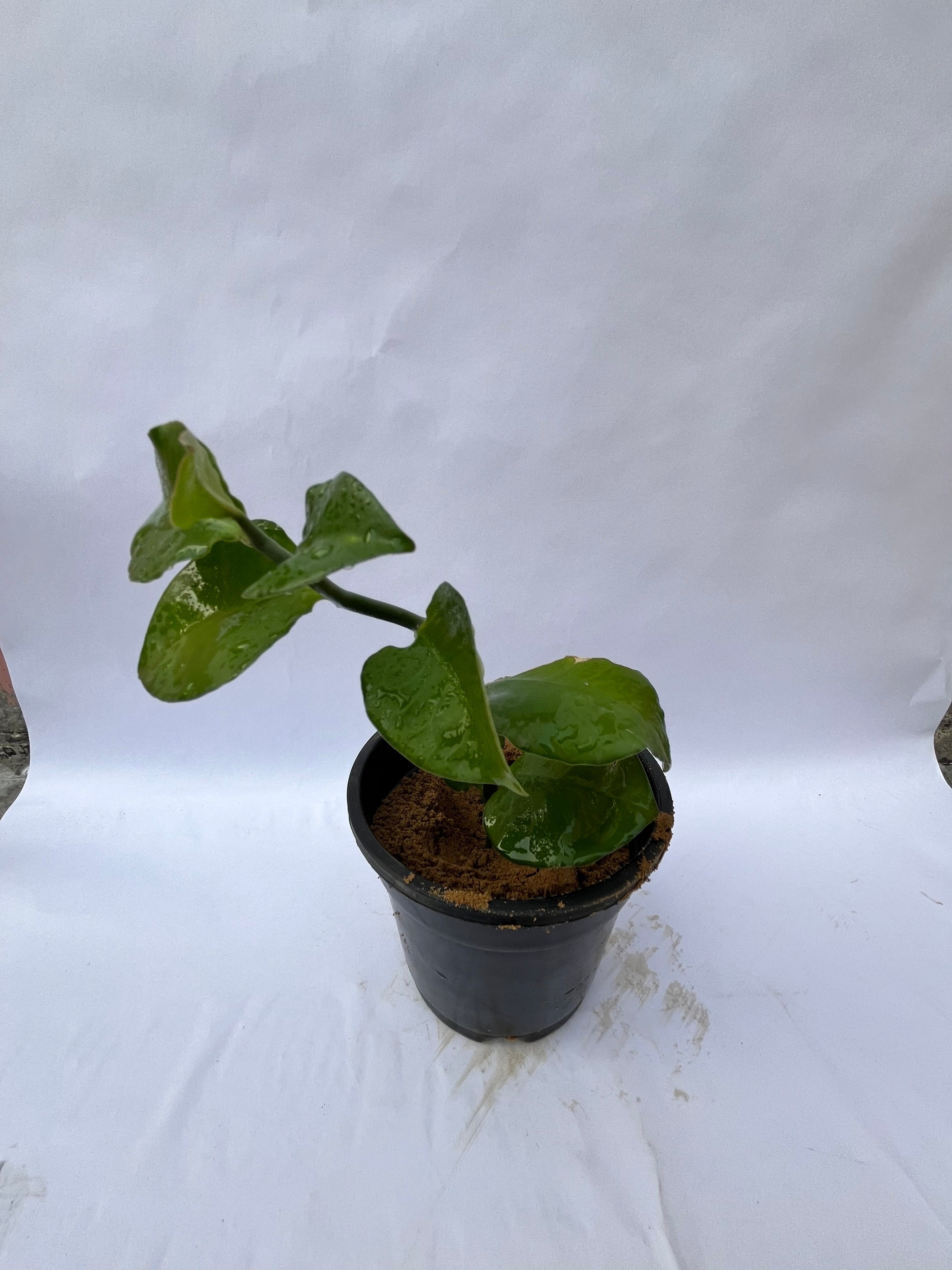 ZZ Plant (Zamioculcas Zamiifolia) – Air Purifying Indoor Plant in Black Pot | ExcellentPlant