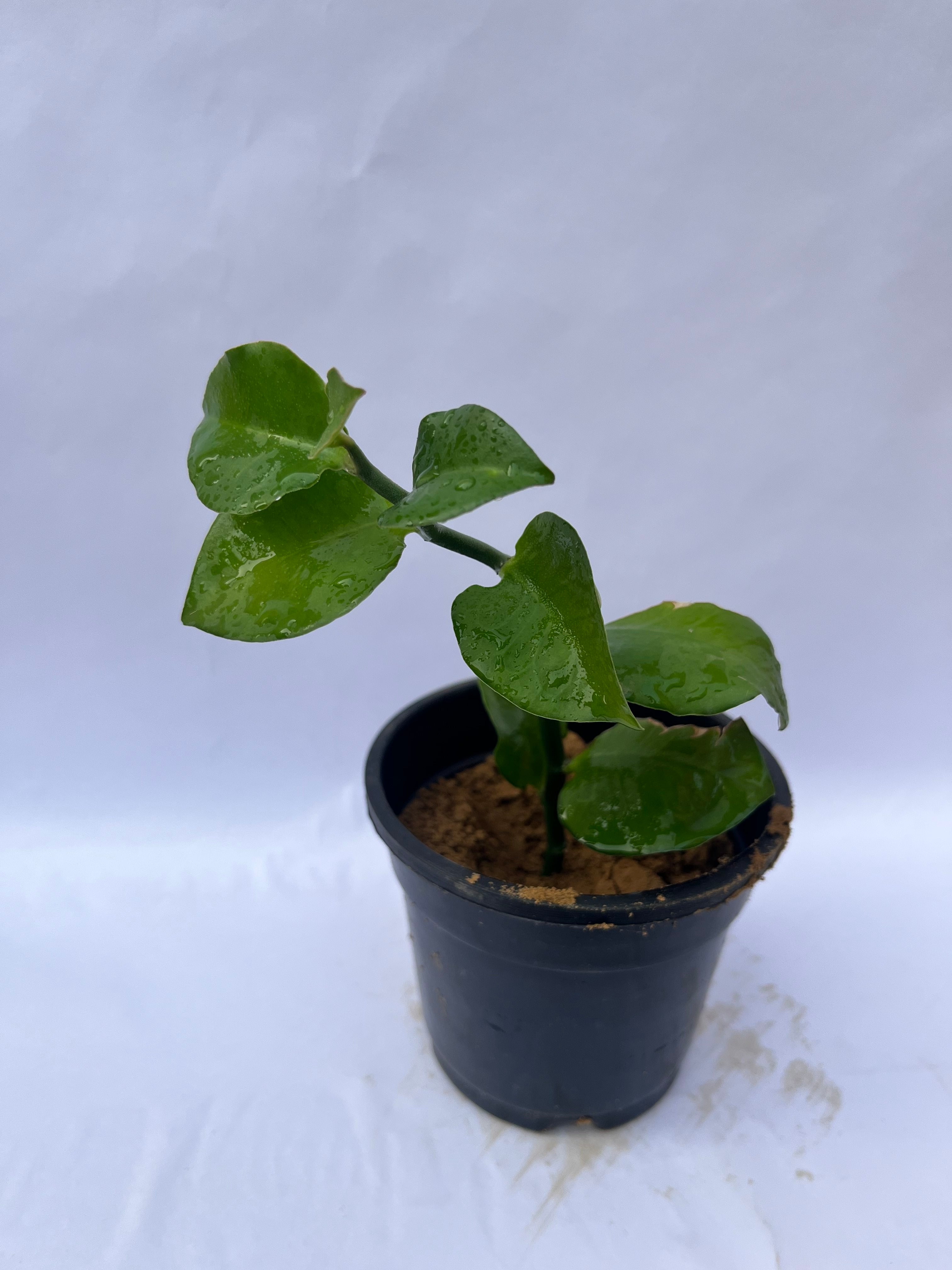 ZZ Plant (Zamioculcas Zamiifolia) – Air Purifying Indoor Plant in Black Pot | ExcellentPlant