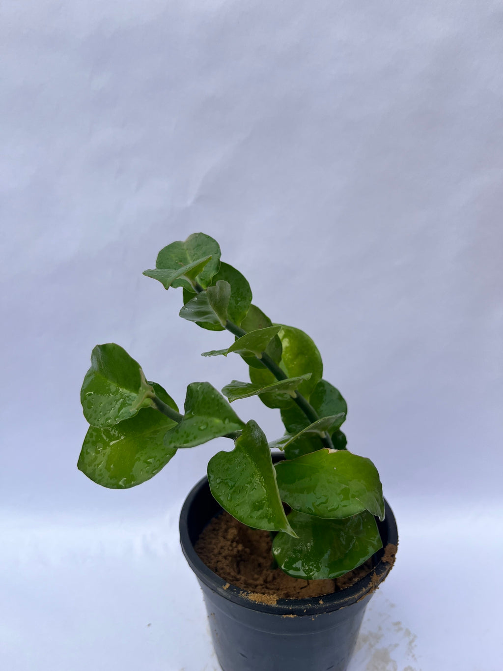 ZZ Plant (Zamioculcas Zamiifolia) – Air Purifying Indoor Plant in Black Pot | ExcellentPlant