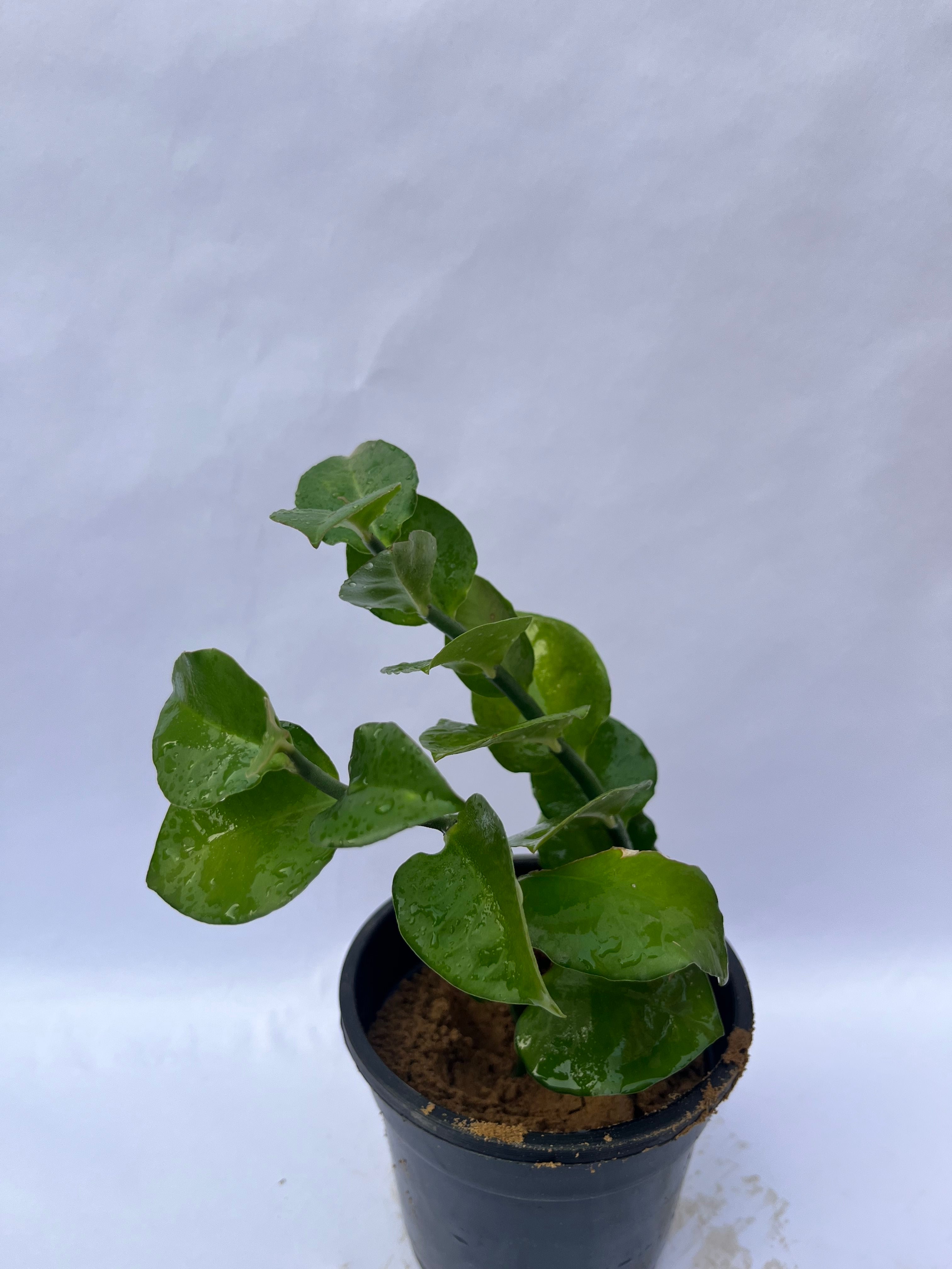 ZZ Plant (Zamioculcas Zamiifolia) – Air Purifying Indoor Plant in Black Pot | ExcellentPlant