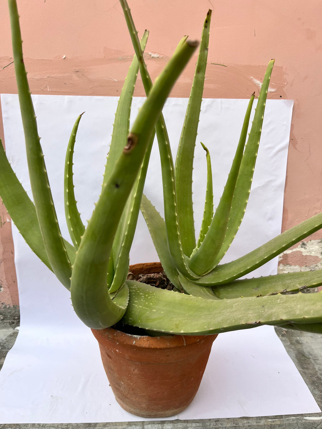 Aloe Vera Plant – Medicinal & Air Purifying Succulent in Pot | ExcellentPlant