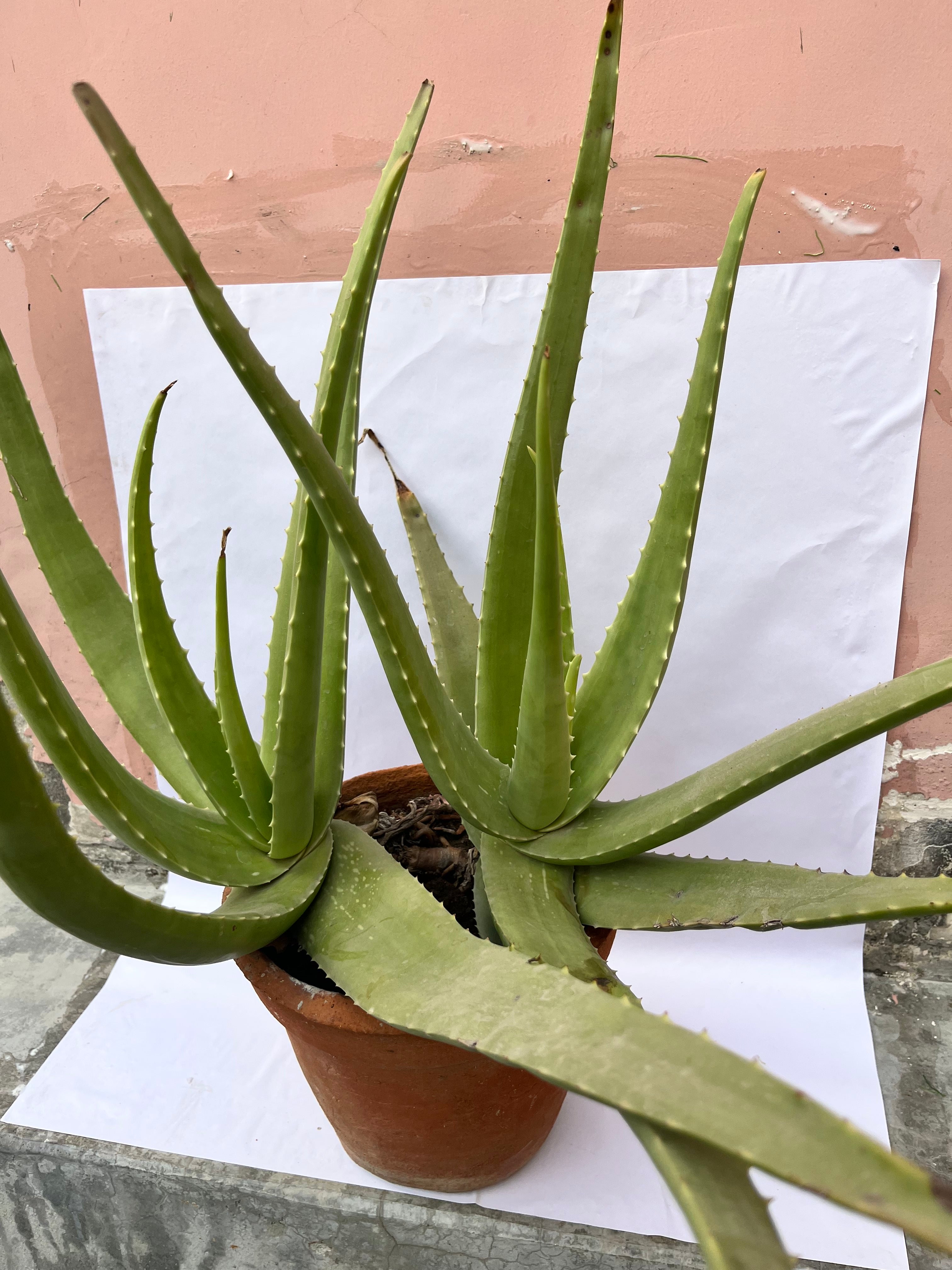 Aloe Vera Plant – Medicinal & Air Purifying Succulent in Pot | ExcellentPlant