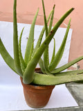 Aloe Vera Plant – Medicinal & Air Purifying Succulent in Pot | ExcellentPlant