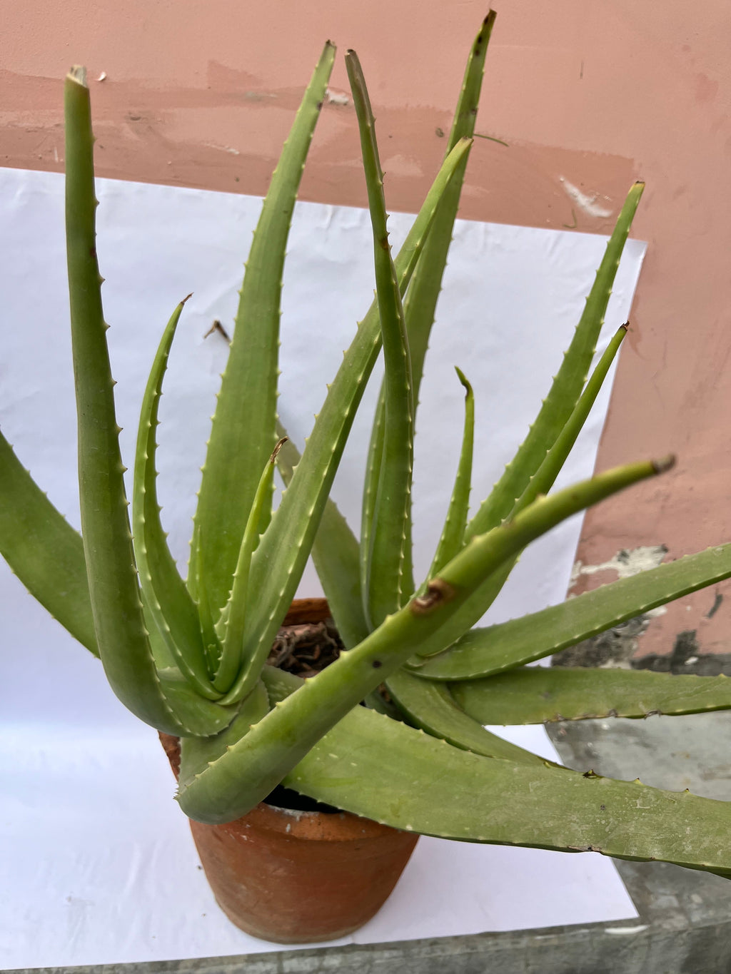 Aloe Vera Plant – Medicinal & Air Purifying Succulent in Pot | ExcellentPlant